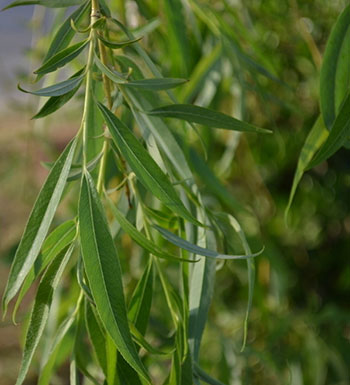 夏日保健常识 夏日怎么保护双脚远离脚气