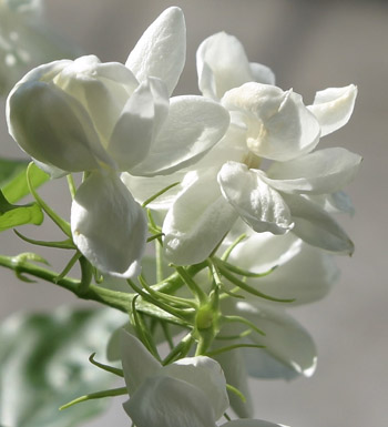 孕妇养生常识 夏天容易过敏 孕期妈妈需注意