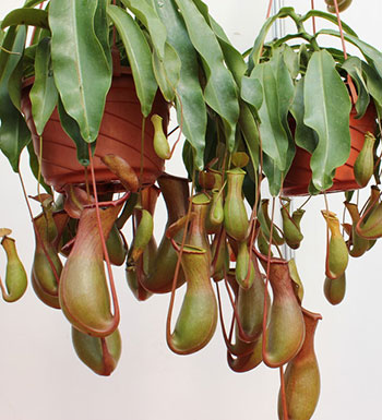 蚊香会诱发宝宝哮喘 防蚊还是老三样靠谱