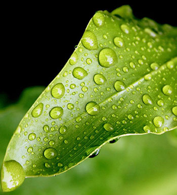 善于发现微小的幸福 做一株自由的向日葵