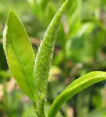 排毒养颜有窍门 盘点那些排毒养颜的食物