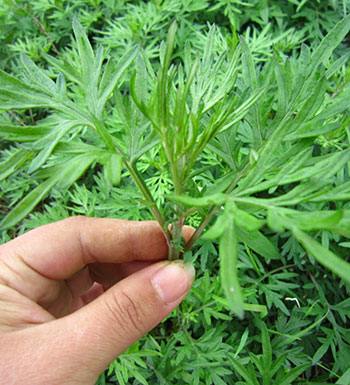 狐臭怎么治 狐臭患者的饮食要注意哪些