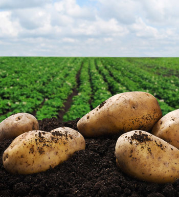 女性更年期养生 女人更年期保健多吃蔬菜