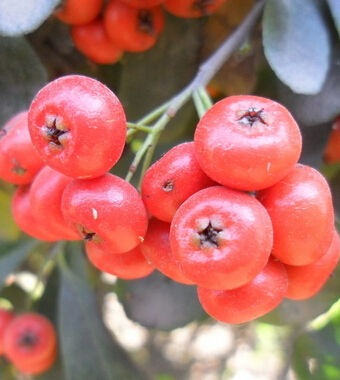 山楂的功效与作用 山楂不可不知的食疗功效