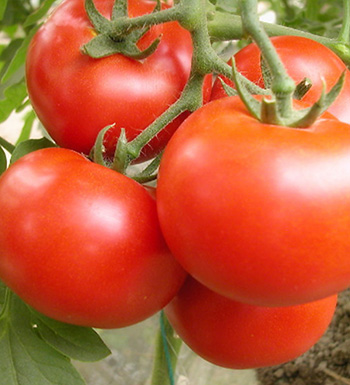 夏季饮食 千万别用白糖凉拌西红柿