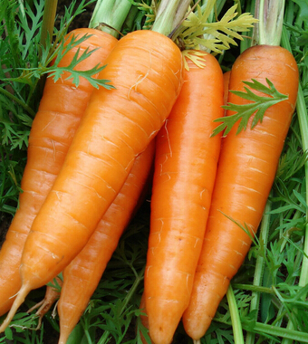 养生保健 男人一辈子的营养保健之道