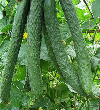 夏季减肥蔬菜很给力 吃什么蔬菜最减肥