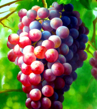 葡萄的功效与作用 丰收之季吃葡萄的好处