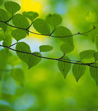 春季养生 春季我们吃什么才最养生