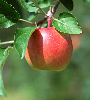 吃苹果有什么好处 吃苹果的六个健康益处