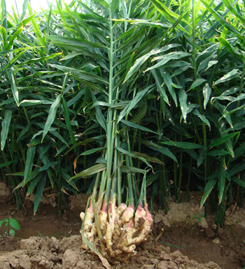 男人早上吃姜有三大功效 肝功能变好