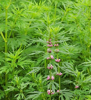 女性经期不宜吃什么 女性经期吃什么好