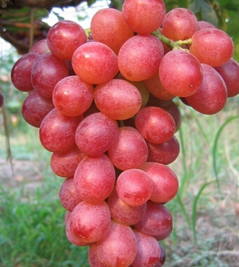 男人吃什么比较补 水果可增加阳刚之气