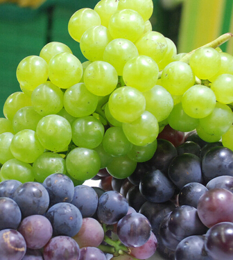 葡萄的功效与作用 葡萄可有效防衰