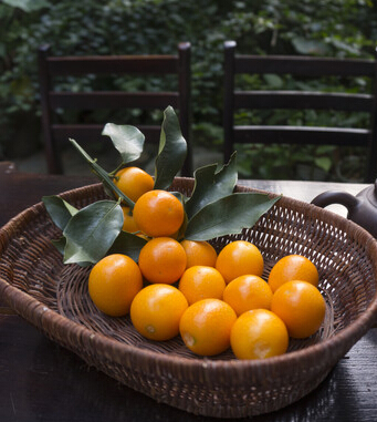 金桔的功效与作用 化痰止渴消食醒酒