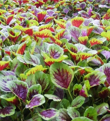 夏季吃什么健脾祛湿 健脾祛湿的食物有哪些