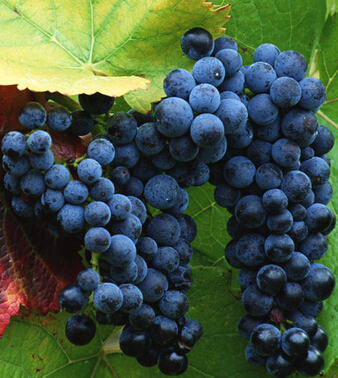 饮食禁忌 16个错误饮食搭配损害你的健康