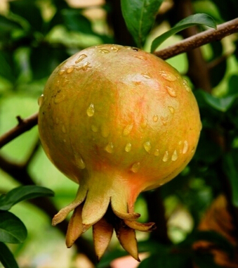 吃什么抗衰老 能够隐藏岁月痕迹的水果