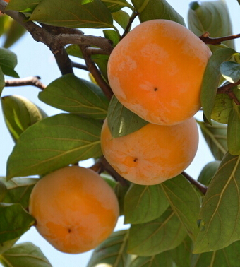 冬天吃什么水果好 冬季必吃的八种水果