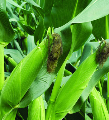 夏季吃什么健脾祛湿 健脾祛湿的食物有哪些