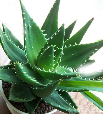 吃什么帮助伤口愈合 伤口愈合的食物禁忌