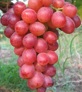 葡萄的功效与作用 丰收之季吃葡萄的好处