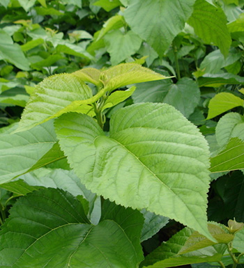 桑叶有什么作用 桑叶可以治疗痘痘色斑