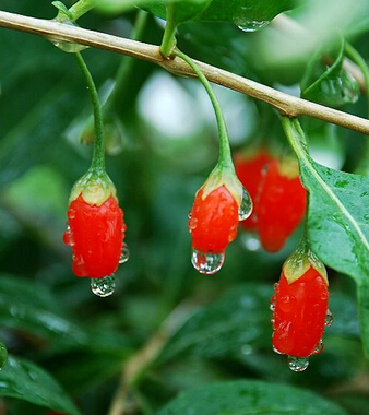 男人如何保养肾 男人养肾5大关键