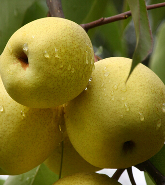 上火吃什么好  上火 的对症食疗法