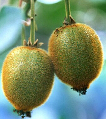 补血吃什么好 4大水果补血养颜远离疾病