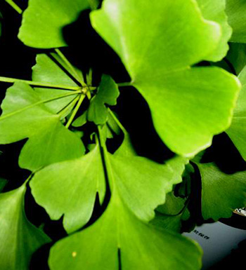 银杏叶的功效与作用 银杏叶泡水喝有哪些禁忌