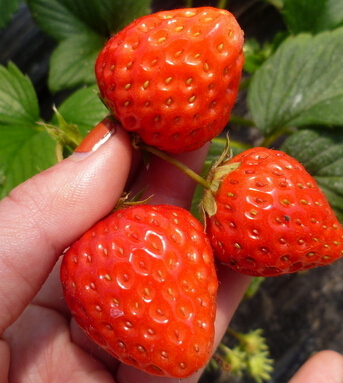 预防癌症吃什么好 摄取适量水果有助防癌