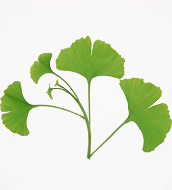 银杏叶的功效与作用 银杏叶泡水喝有哪些禁忌