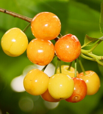 丰胸吃什么好 丰胸美肌的10大水果