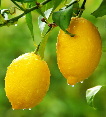 自制面膜大全 自制祛斑美白面膜