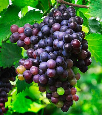 吃什么排毒 七种水果帮助女人扫除毒素