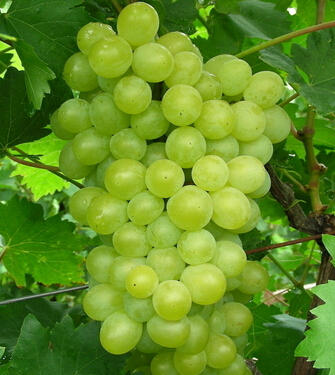 葡萄的功效与作用 丰收之季吃葡萄的好处