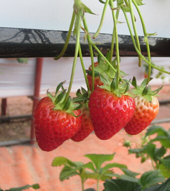 吃草莓的好处 草莓的21种功效让你意想不到