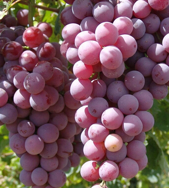 清肠排毒方法 养颜排毒又瘦身的7大清肠水果