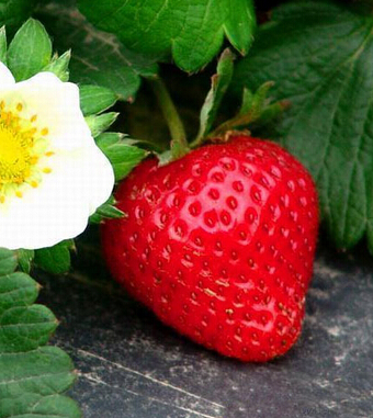 吃草莓的好处 果中 皇后 健脾解酒样样行