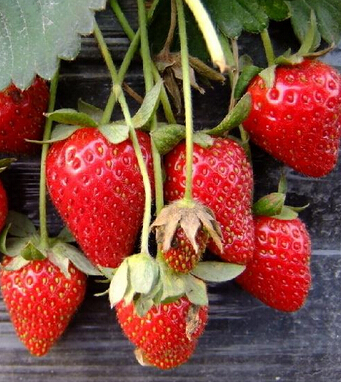 吃草莓的好处 果中 皇后 健脾解酒样样行