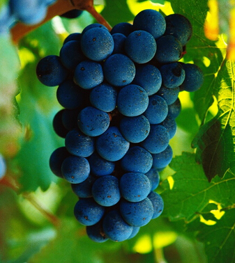 吃什么抗衰老 八种抗氧化水果帮助你保青春