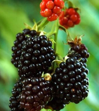 桑葚的功效与作用 桑葚保健抗老安眠防脱发