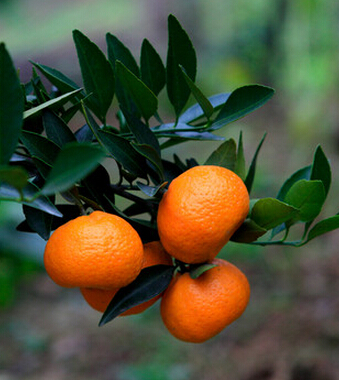 水果养生 6种水果皮是防治疾病的 良药