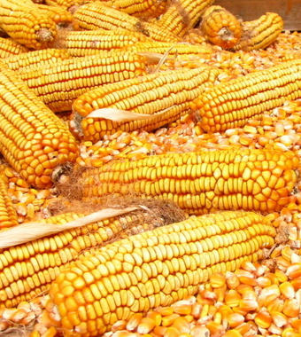 健康饮食 男人要滋补多吃牡蛎餐