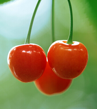 秋天吃什么水果好 秋天不可错过的10水果