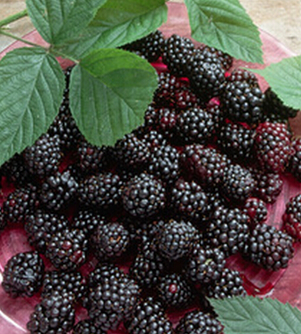 补肾吃什么好 男人滋阴补肾10款美食