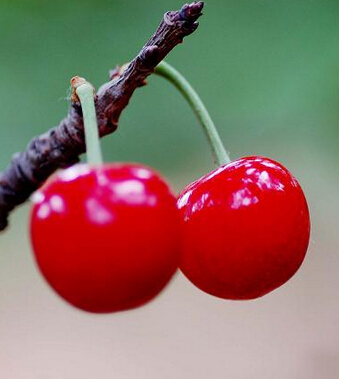 樱桃的功效与作用 樱桃好吃营养高