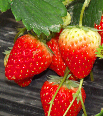 吃草莓的好处 果中 皇后 健脾解酒样样行