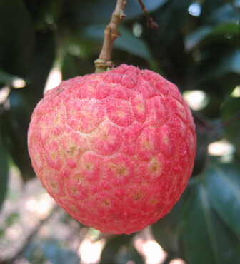 荔枝上火吗 夏季吃荔枝不上火有哪些窍门